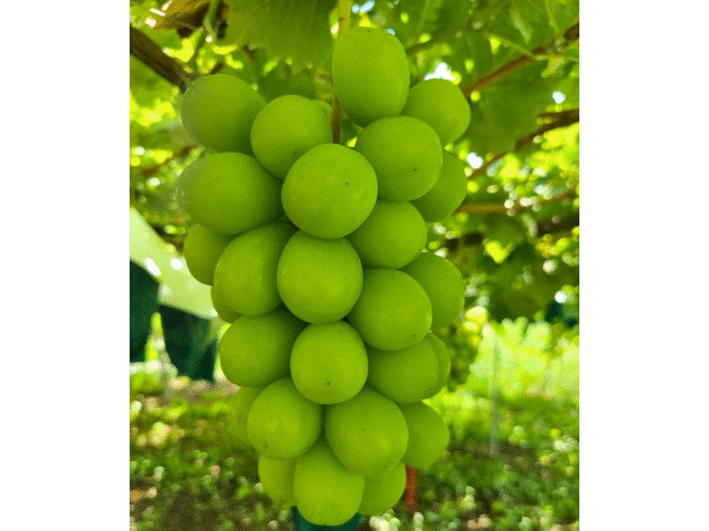 シャインマスカット