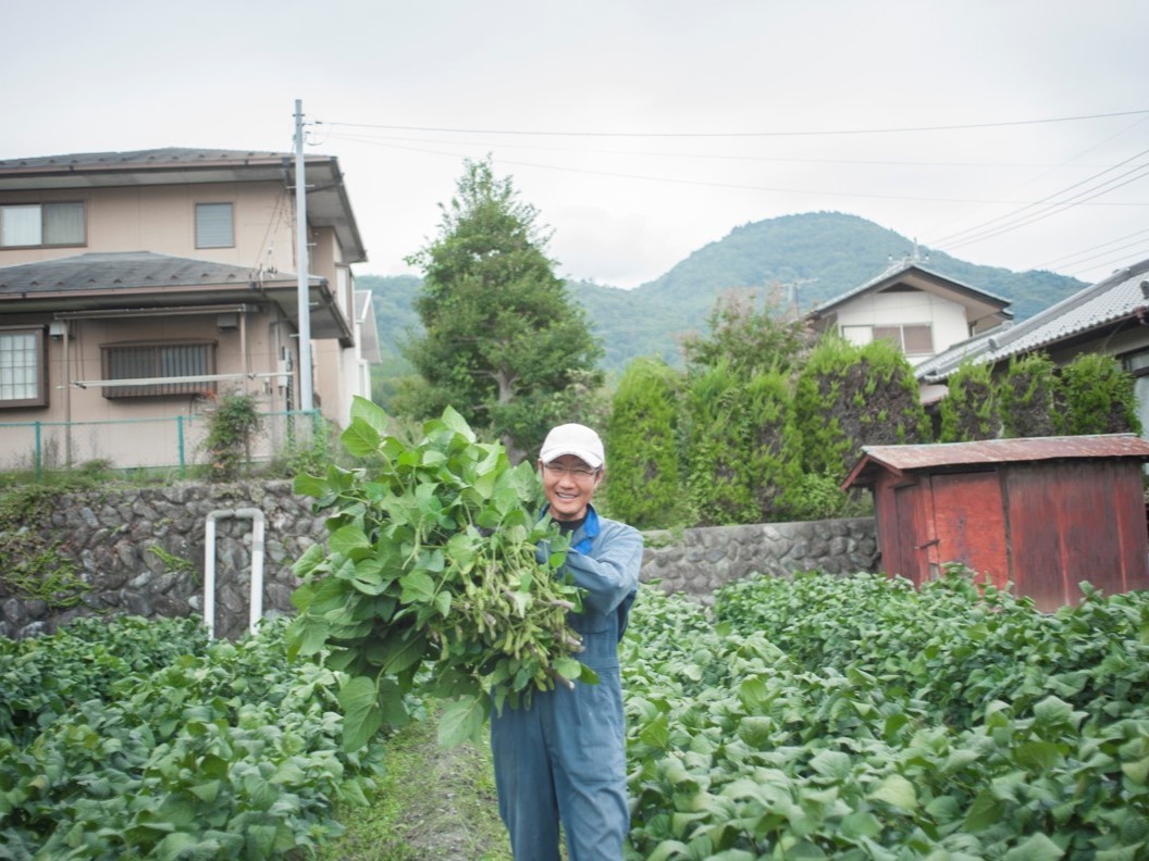 あけぼの大豆の収穫風景