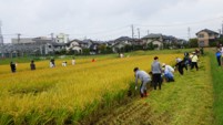 伊奈町（水田）