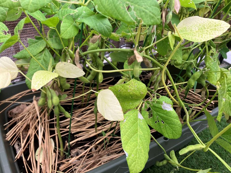 大豆がプランター栽培されている様子