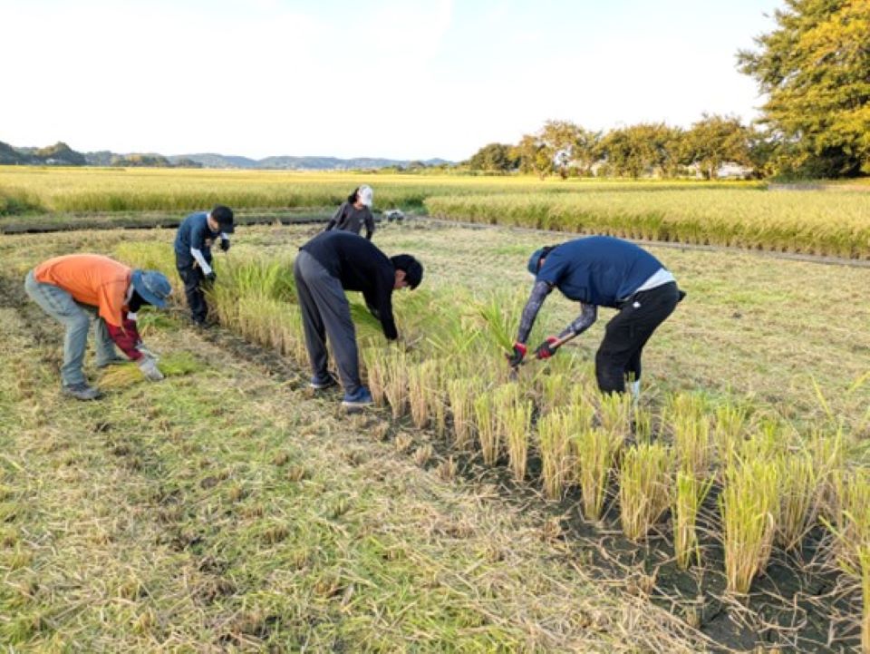 再生二期作（40cm高刈り）収穫作業