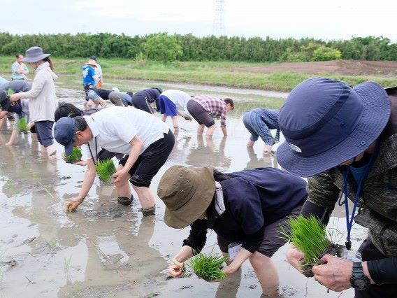 手植で横一列になって田植えをする様子