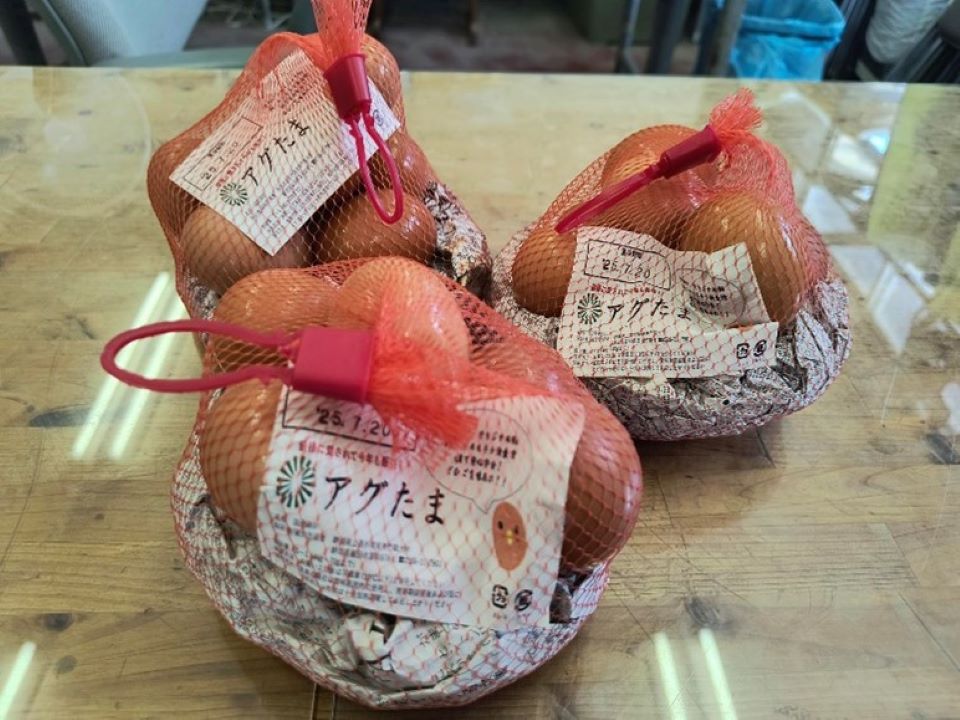 卵（アグたま）