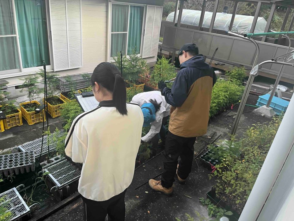 スギ苗の成長を観察する様子