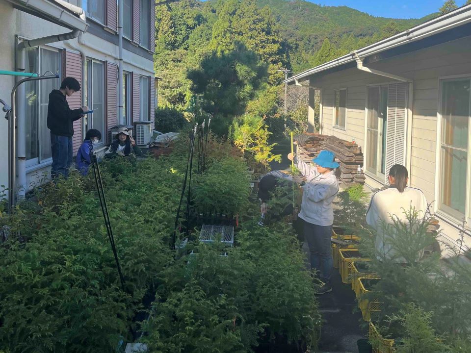 スギ苗の栽培風景