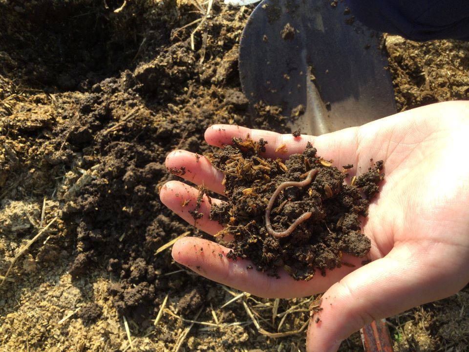 ミミズ生態調査