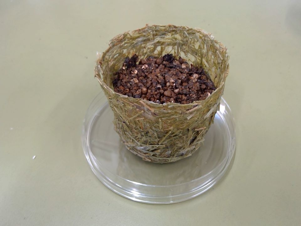 ポリポットの写真