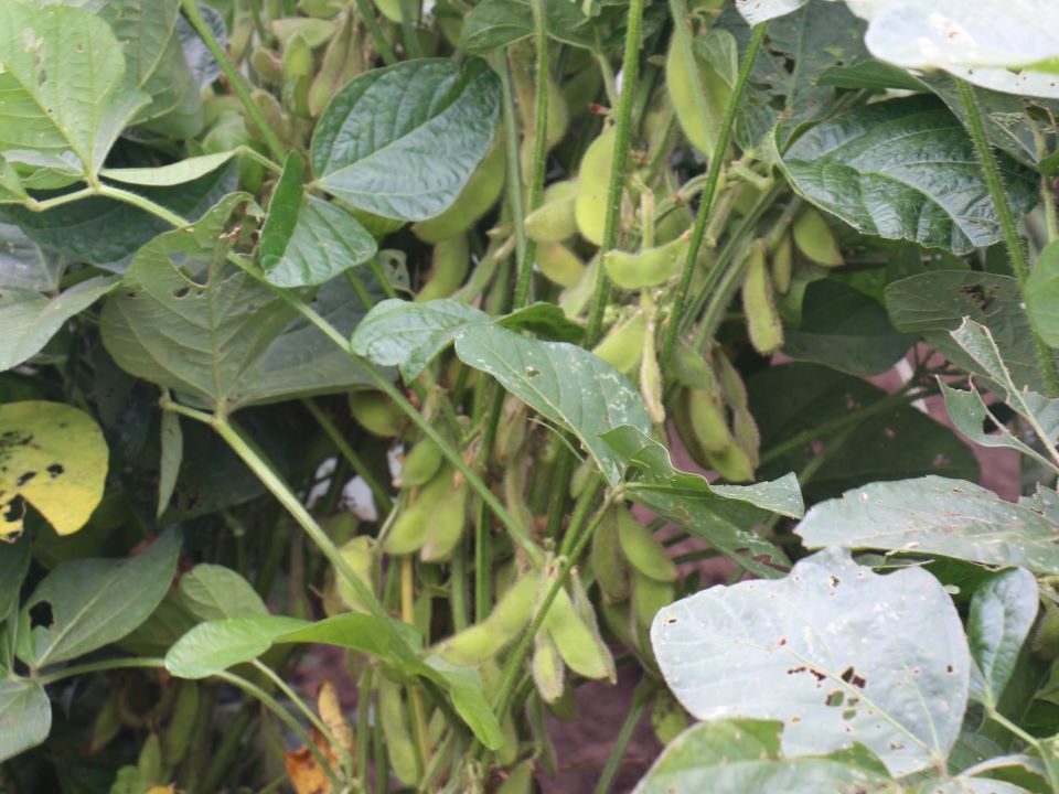 病菌床を配合して栽培された大豆