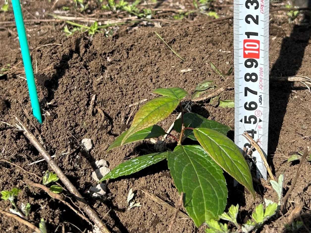 トチュウの苗木