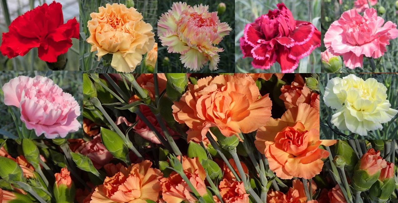 chiba_carnation.jpg
