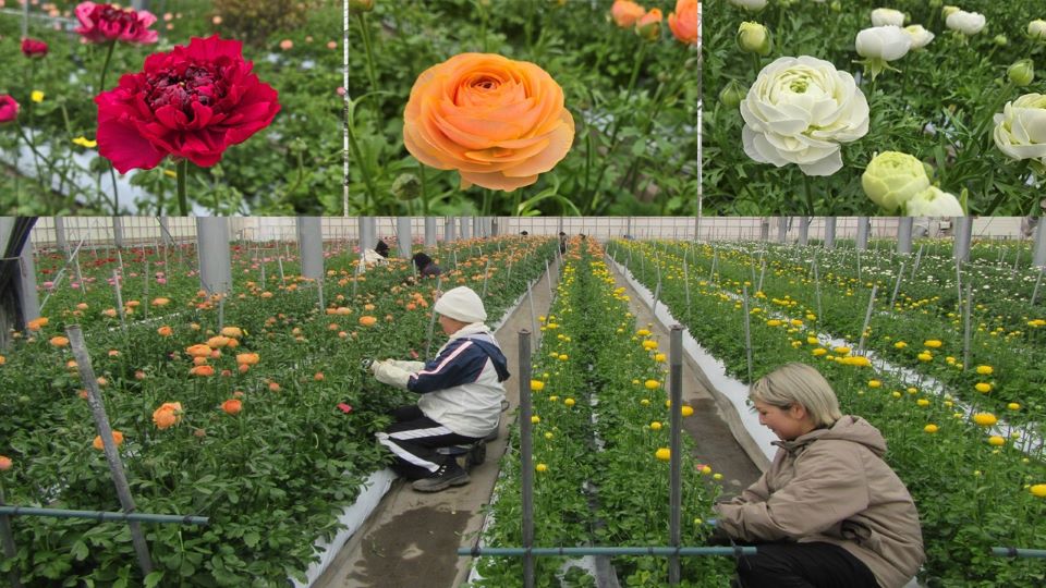 長野県松本市の「ラナンキュラス」