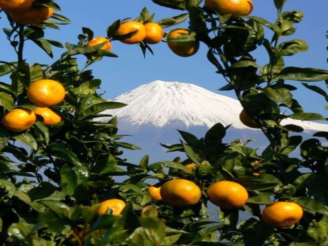 富士山と蜜柑の写真