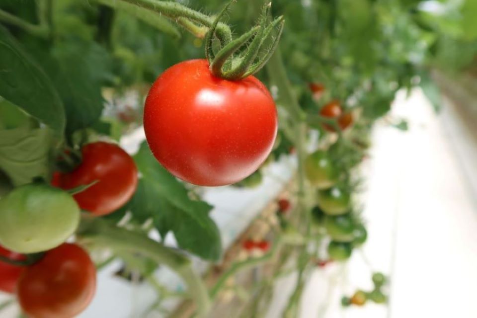 東京都練馬区のハウス栽培のトマト