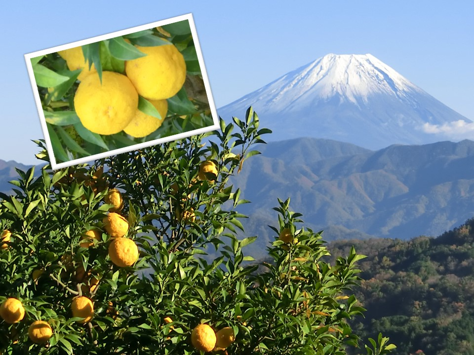 山梨のゆずと富士山の写真