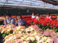 花卉栽培写真