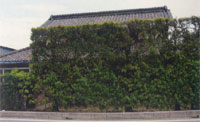 樫ぐね写真