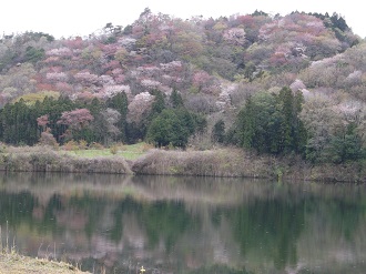 02_sakura_dam2