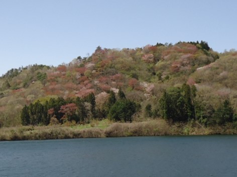 ダム湖と山桜