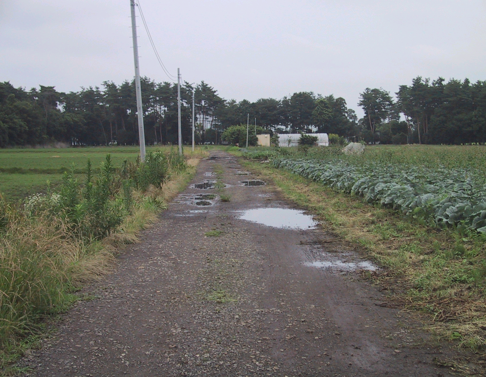 近隣地区の現況（未舗装の農道）