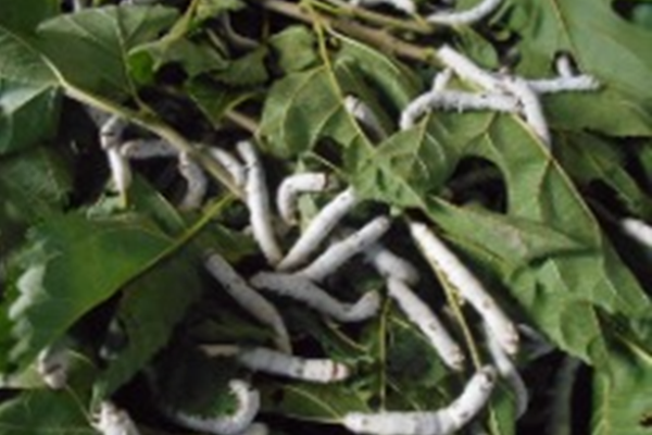 滋賀県米原市のフォトレポート