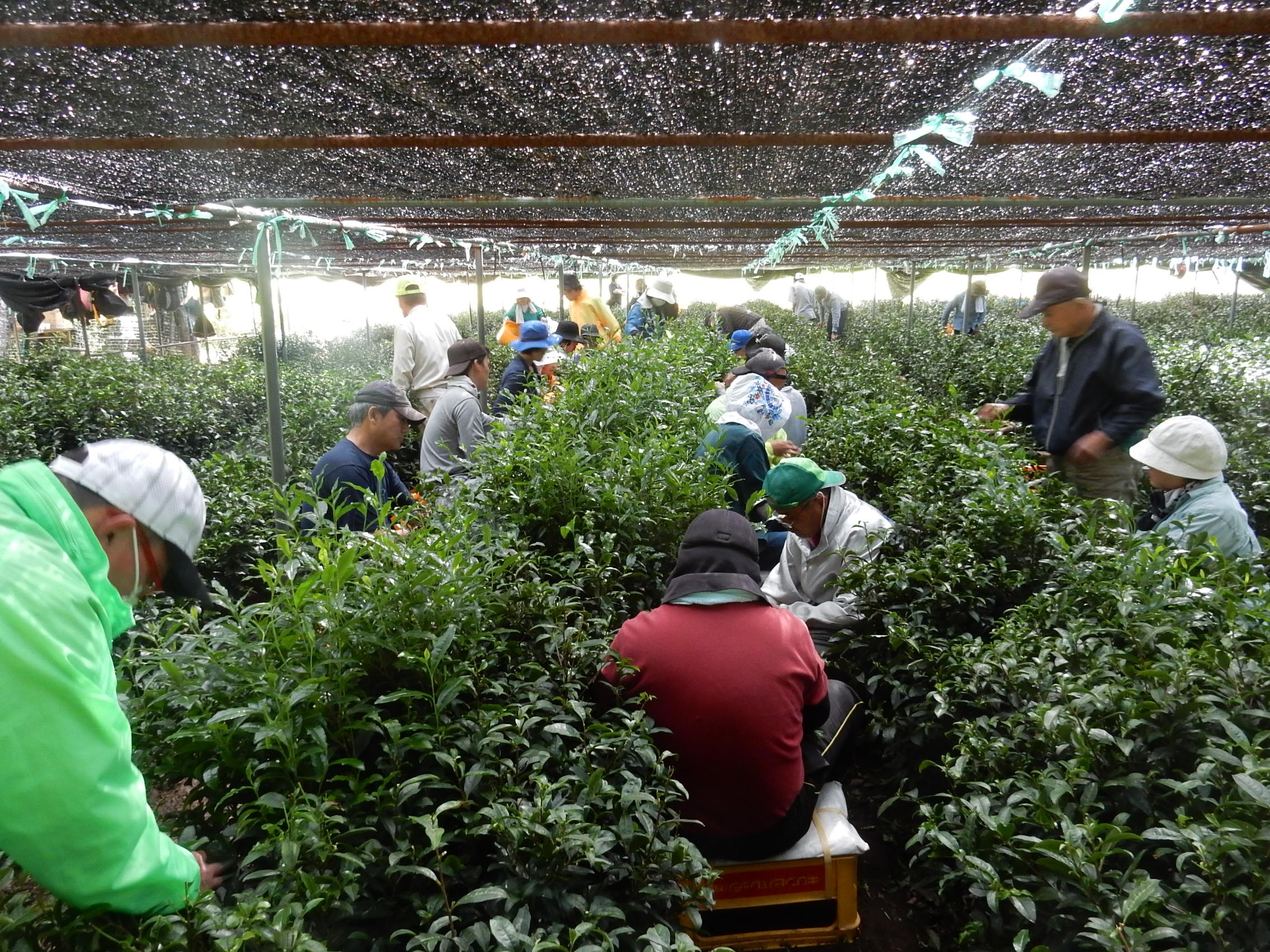 農業の様子(宇治茶の手摘み体験)