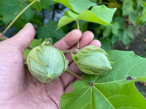 びわこ板倉ファーム