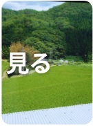 みる