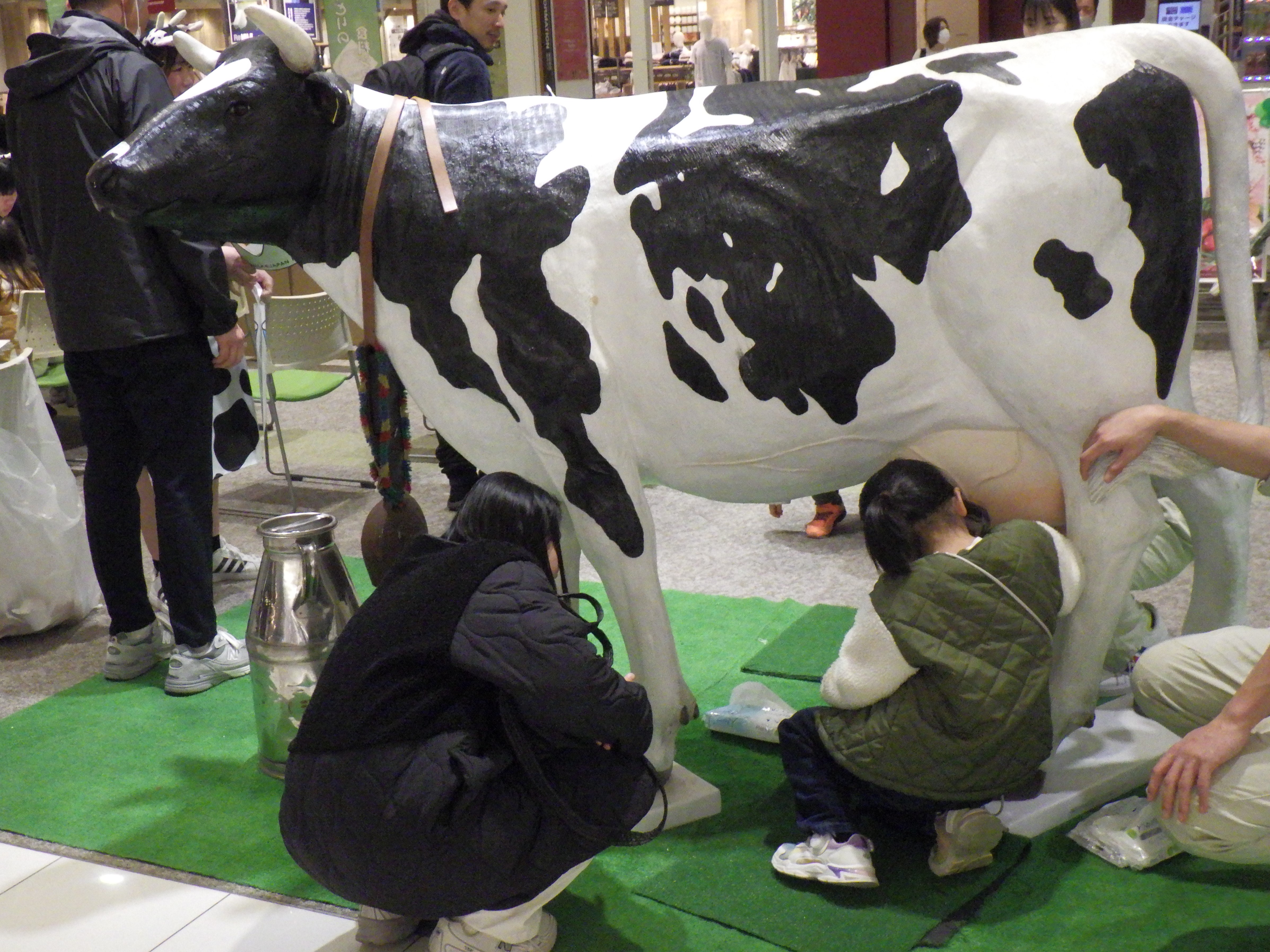 牛の模型を使った乳しぼり体験