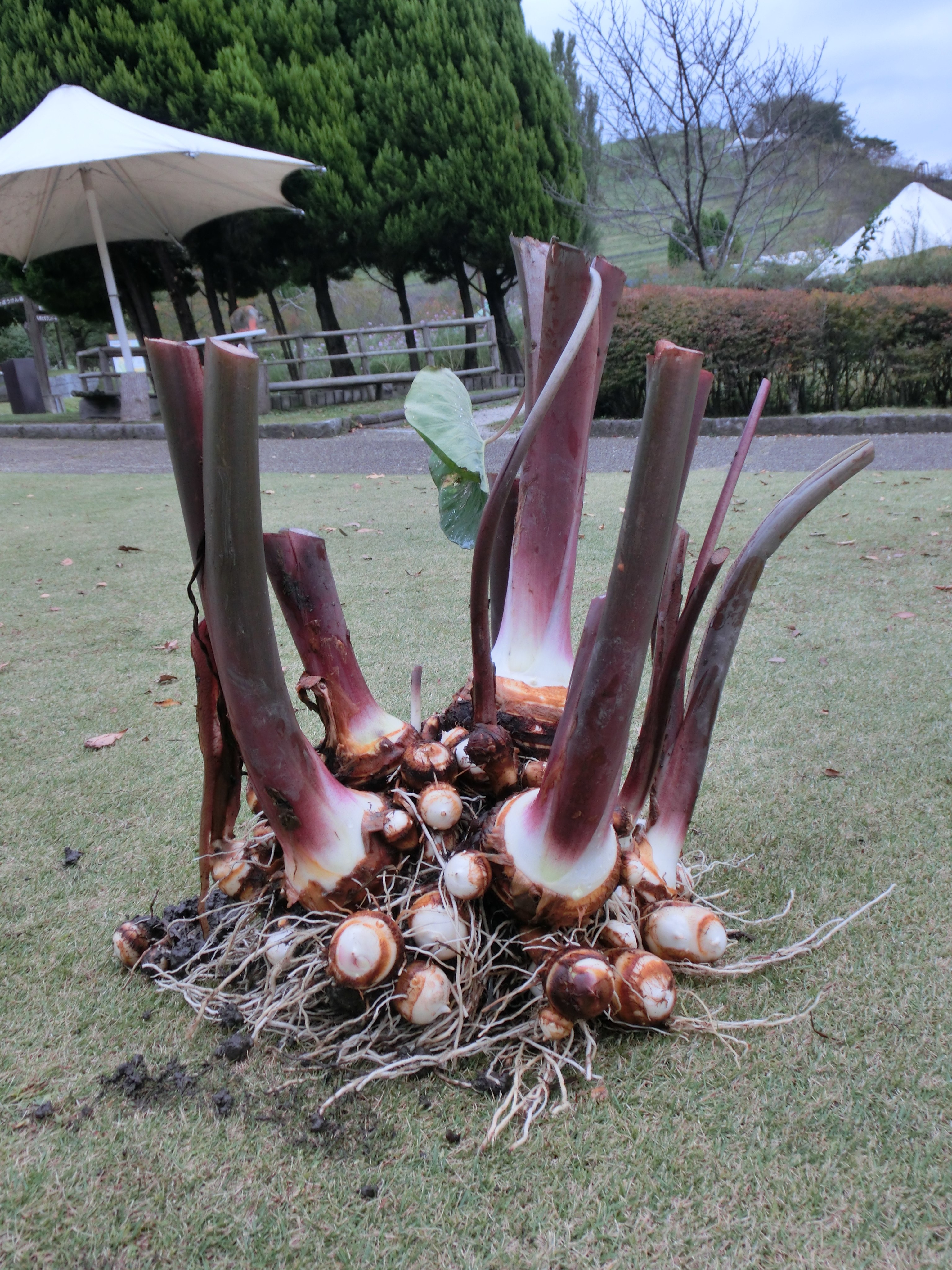 海老芋の株