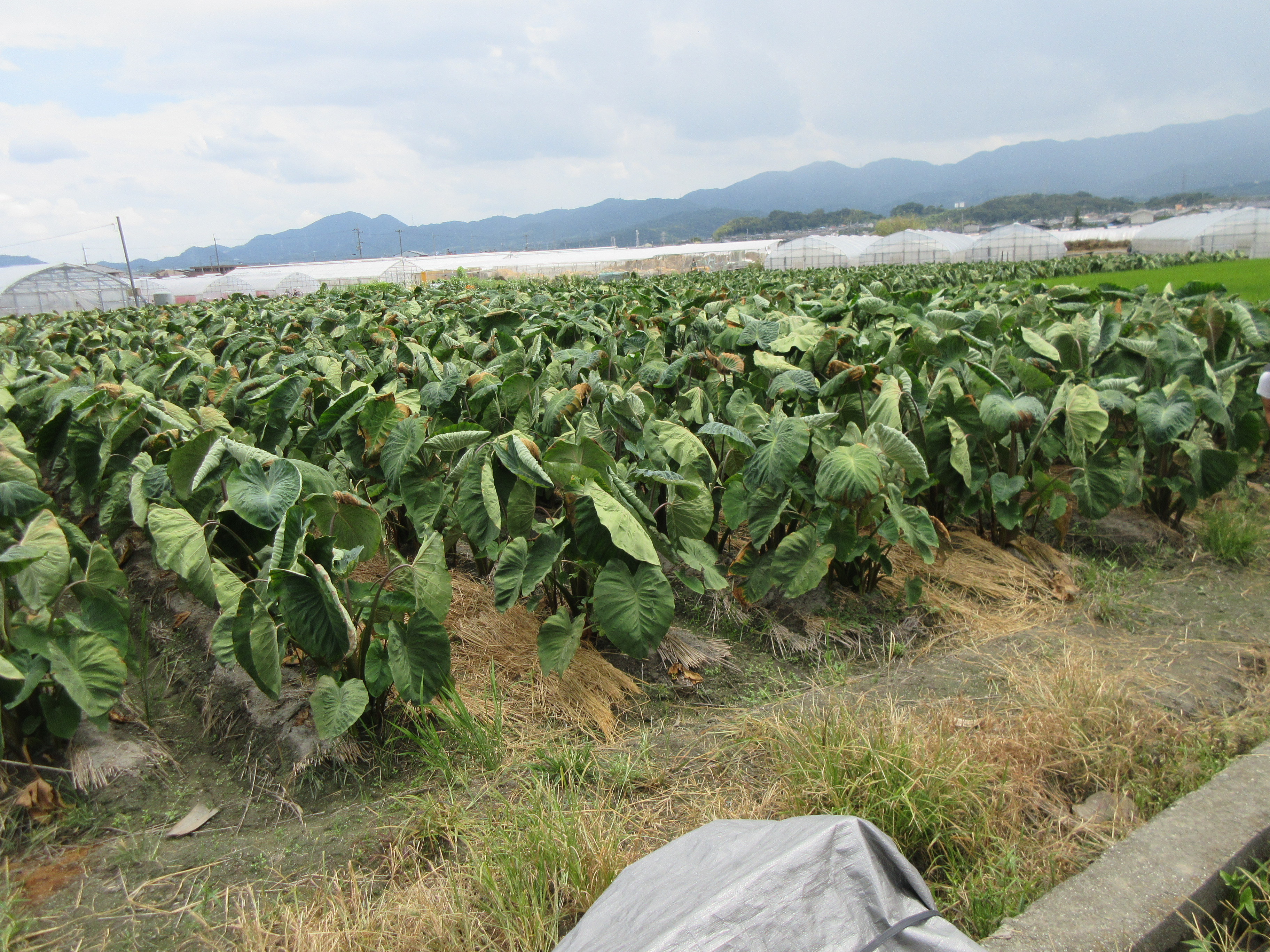 海老芋の畑