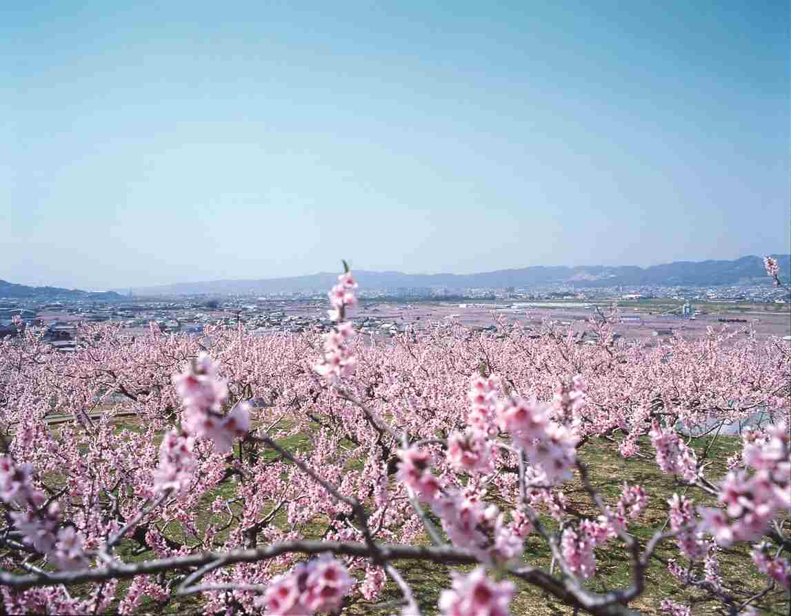 一目百万本の桃畑の桃の花