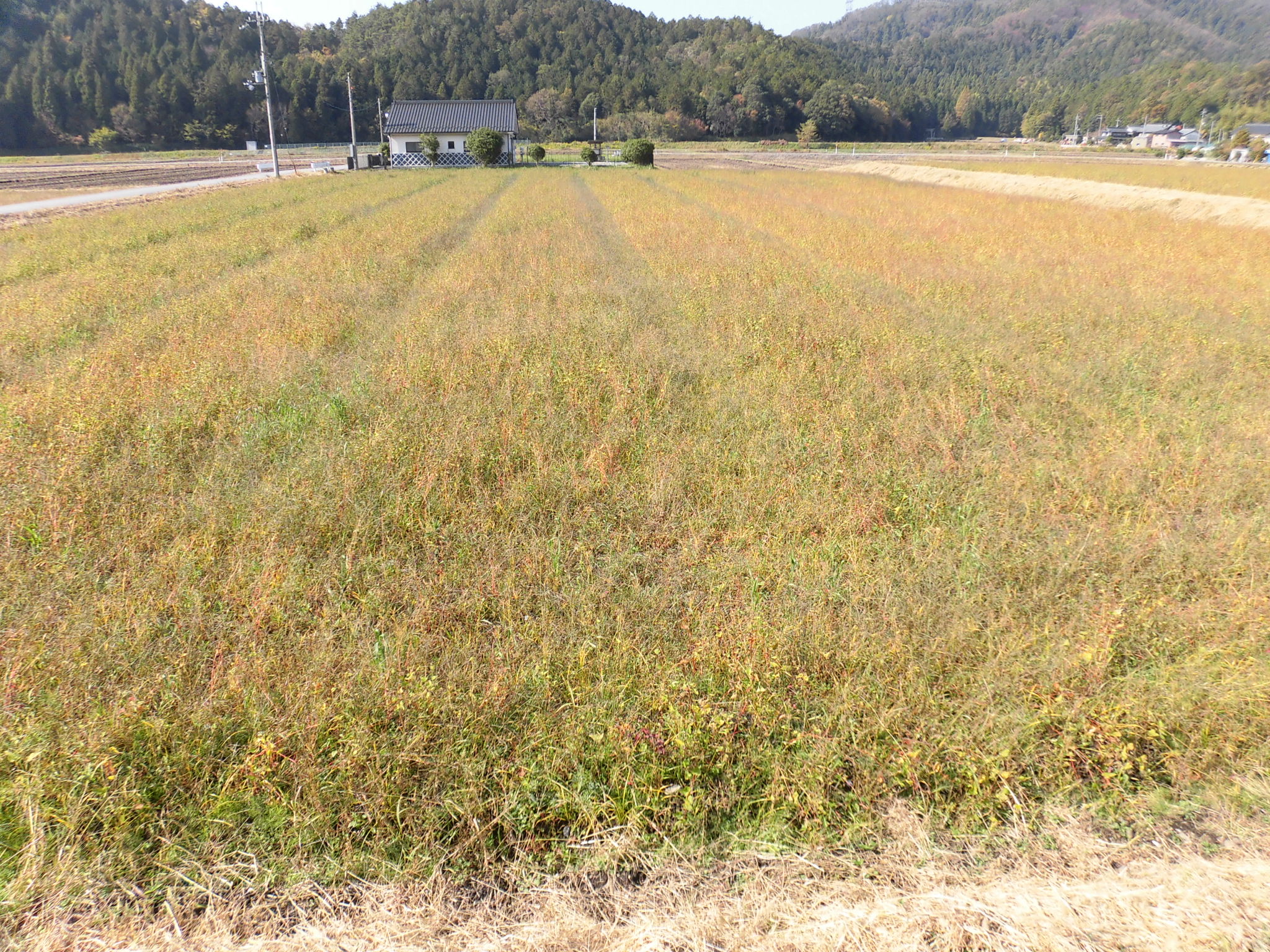 伊吹そばのほ場です。刈取り時期の写真