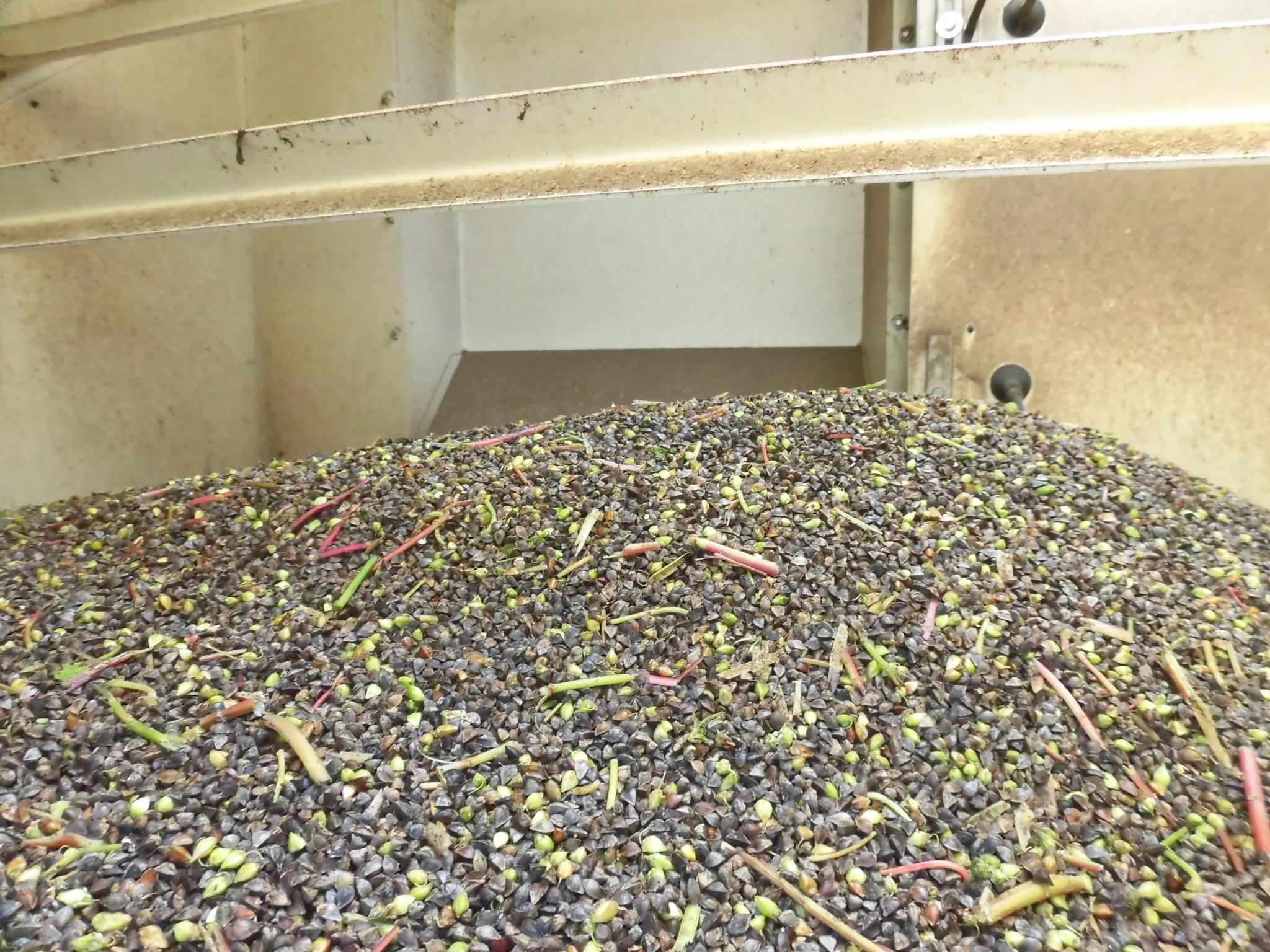 収穫された伊吹そばの写真