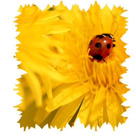 花