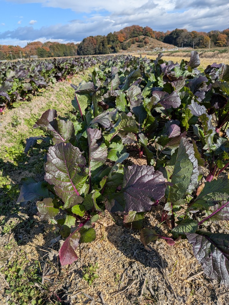 滋賀県産日野菜の圃場の様子