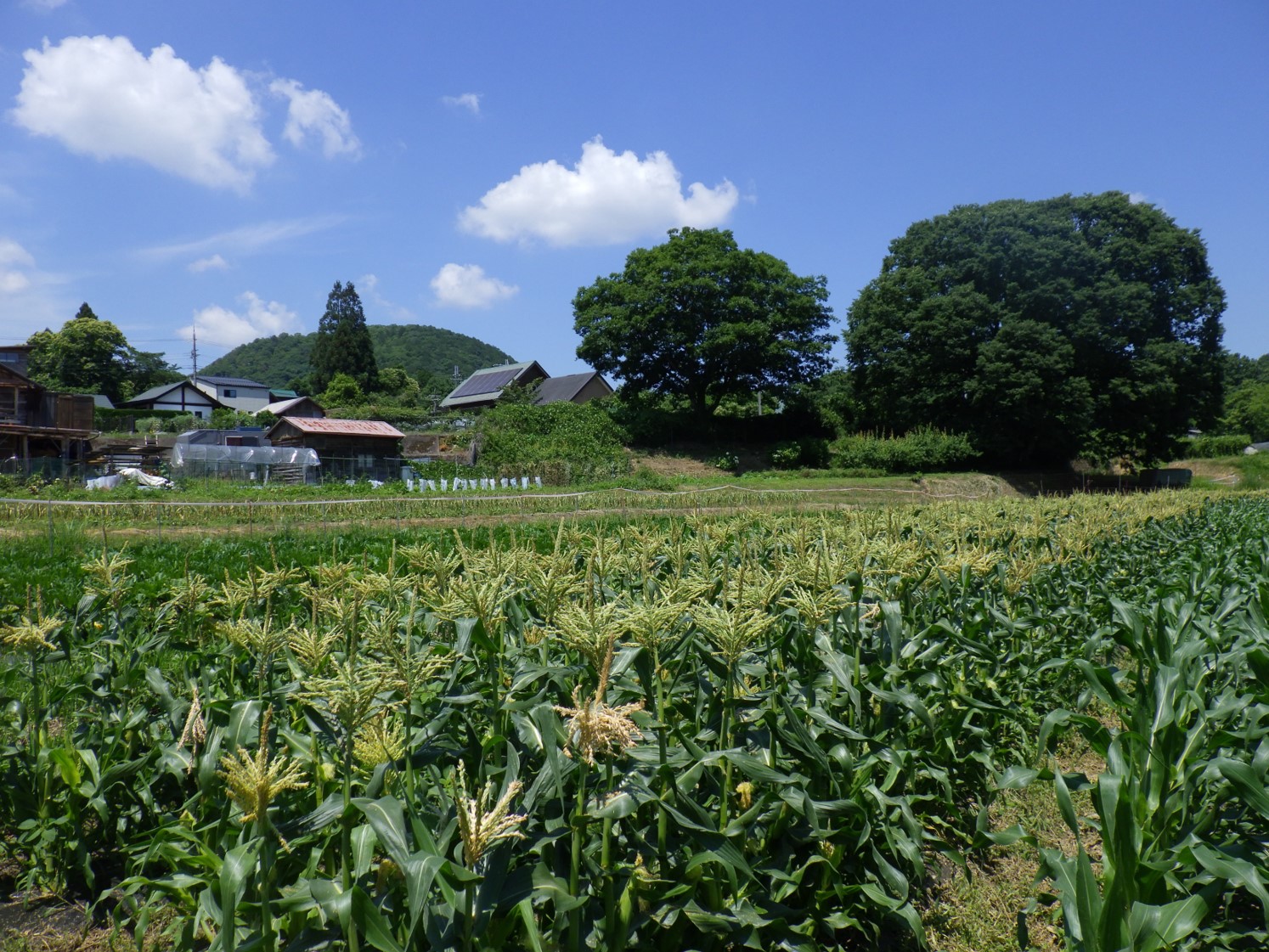 農場（ヤングコーン）の風景