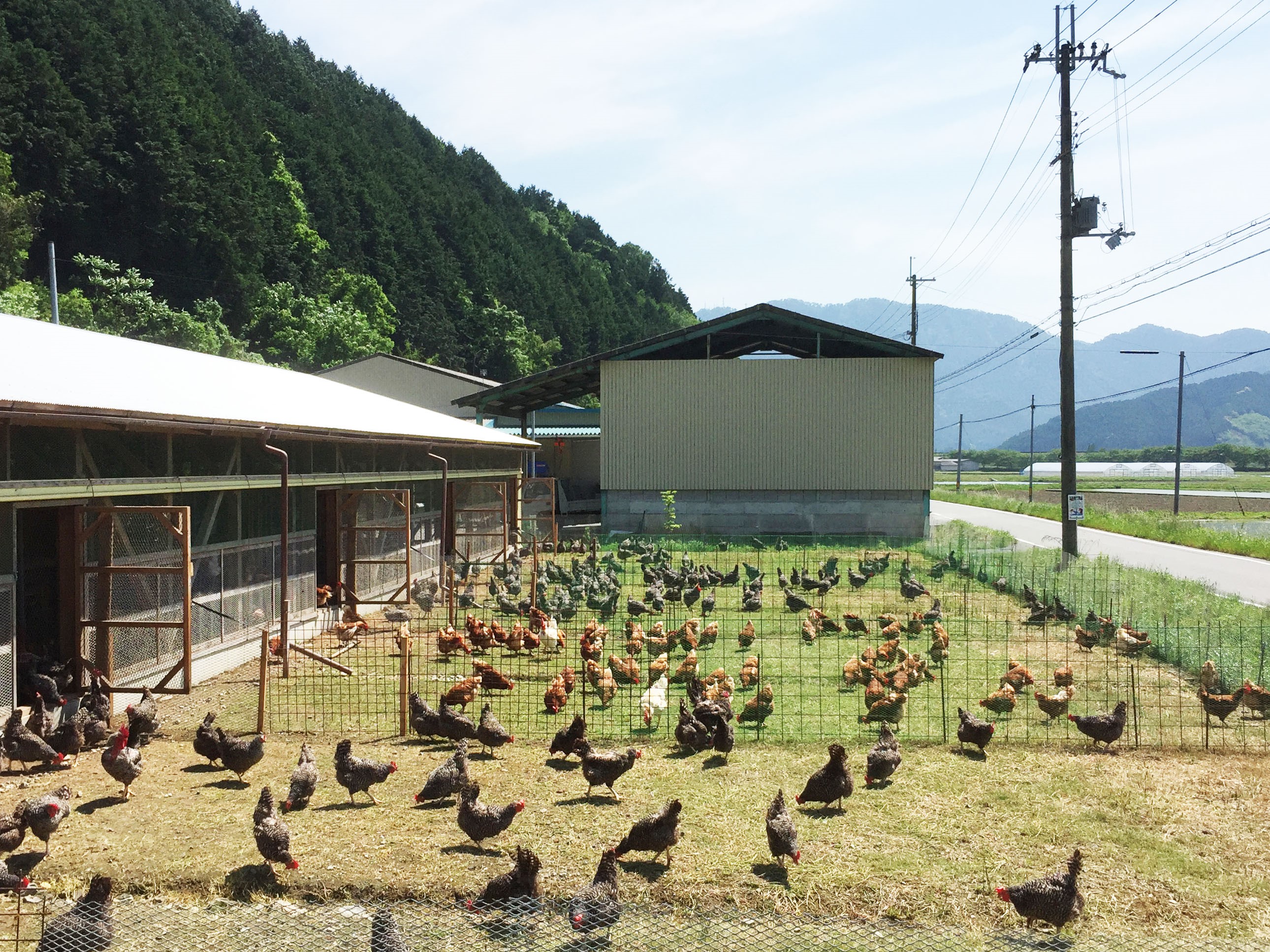 平飼い開放鶏舎