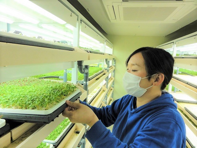 育苗中の様子