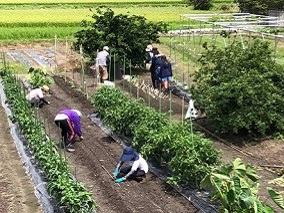 よつばの画像
