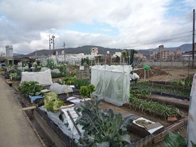 矢問農園