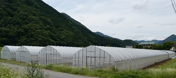 ハウス