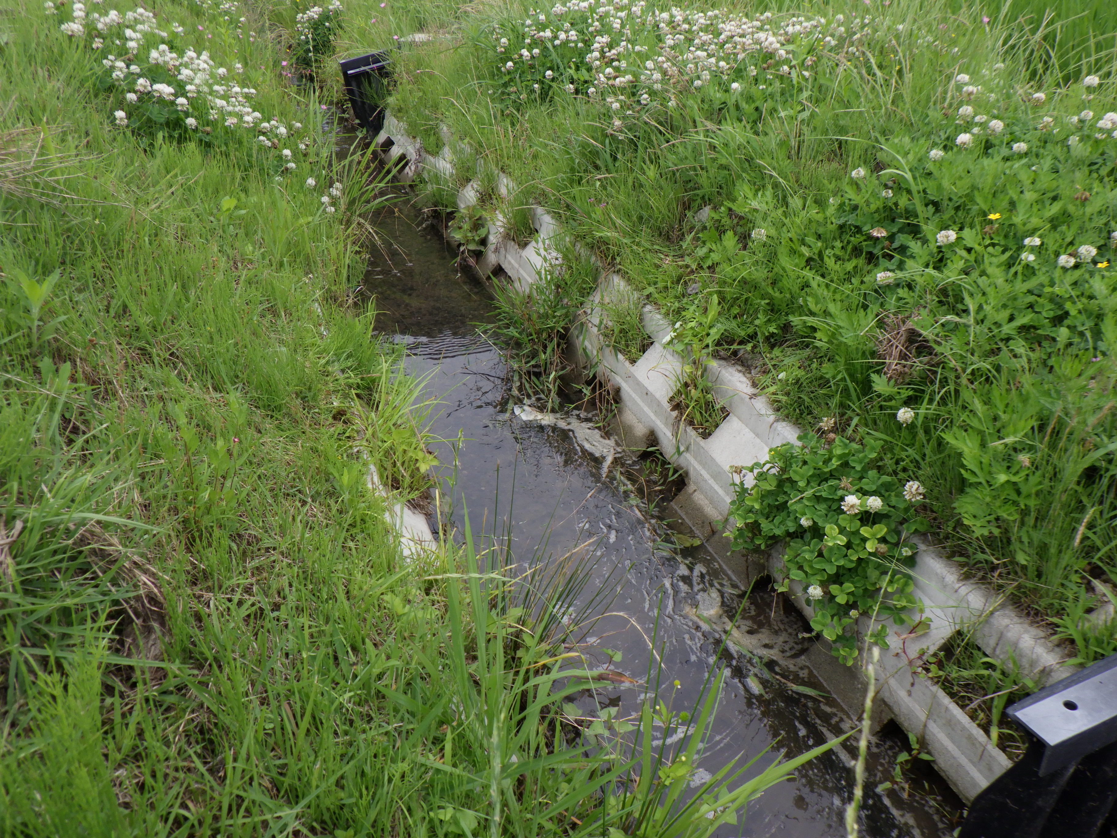 生き物豊かな水路１