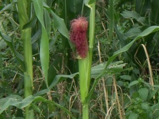 dent-6.jpg