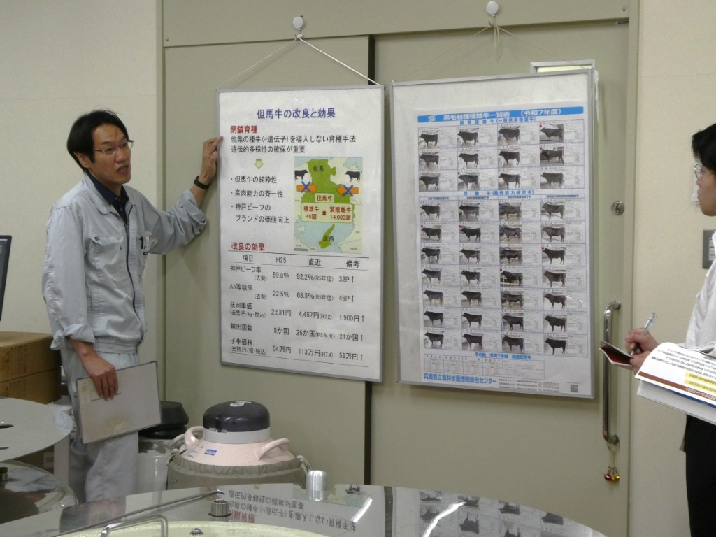 畜産技術センターでの但馬牛改良のしくみ種雄牛の説明