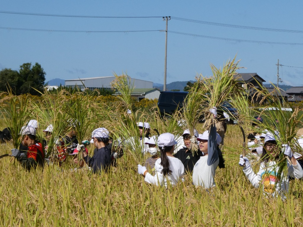 九会小稲刈り4
