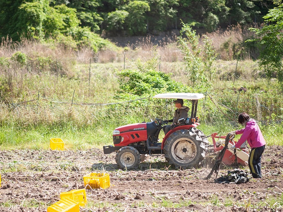 にんにくの作業風景