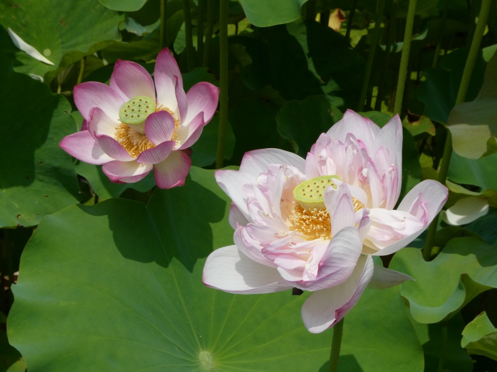 蓮の花
