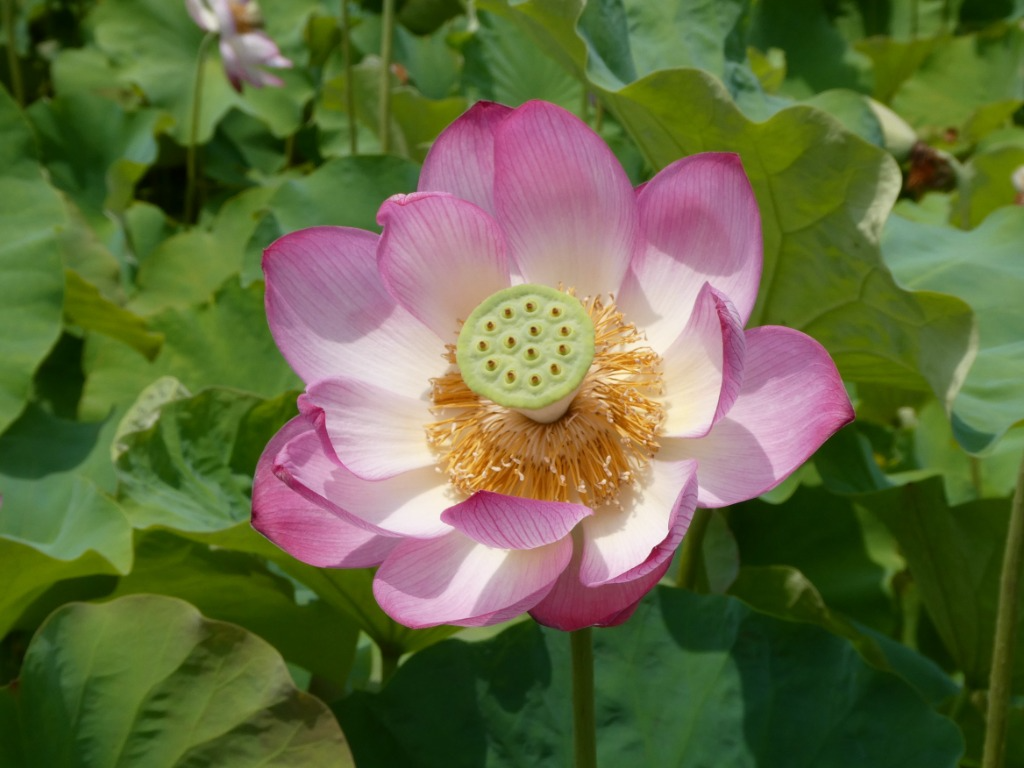 蓮の花3
