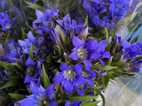 りんどうの花