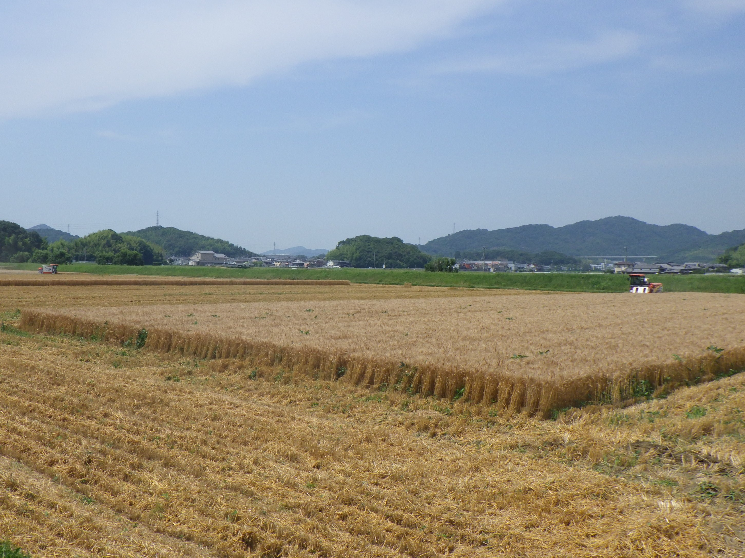 小麦4